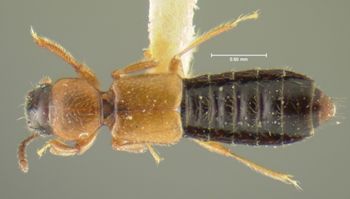 Media type: image;   Entomology 24060 Aspect: habitus dorsal view